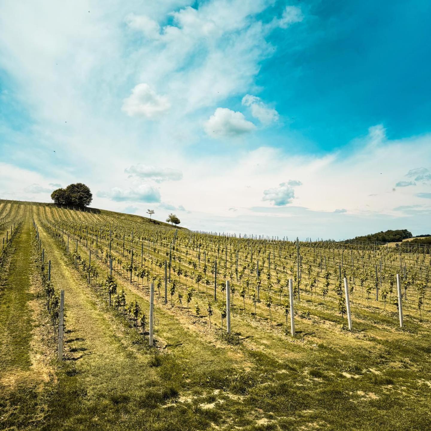 Bed&Breakfast Vinarija Coner ビェロヴァル エクステリア 写真