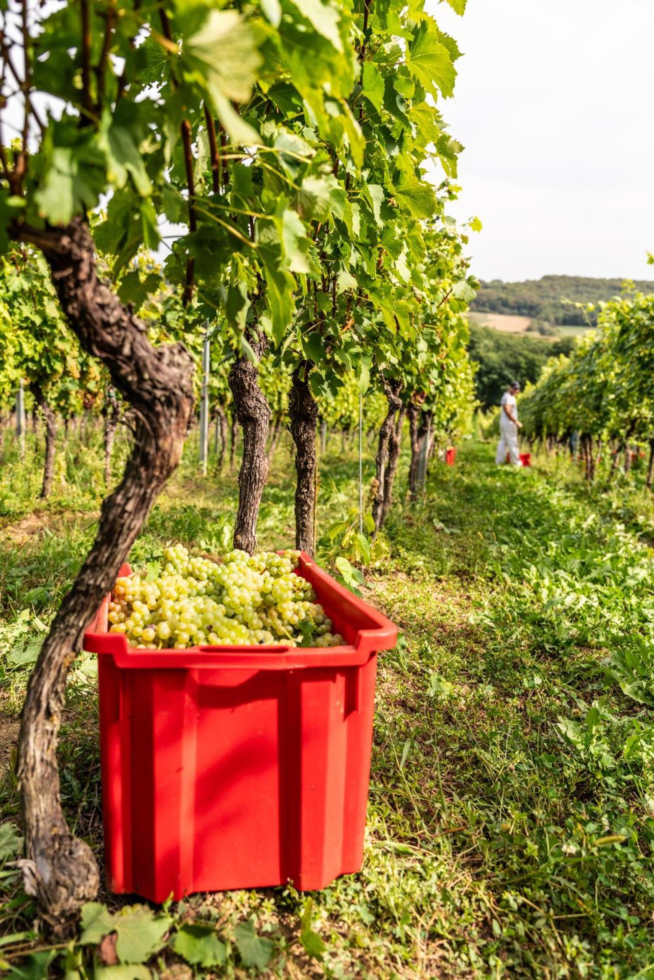 Bed&Breakfast Vinarija Coner ビェロヴァル エクステリア 写真