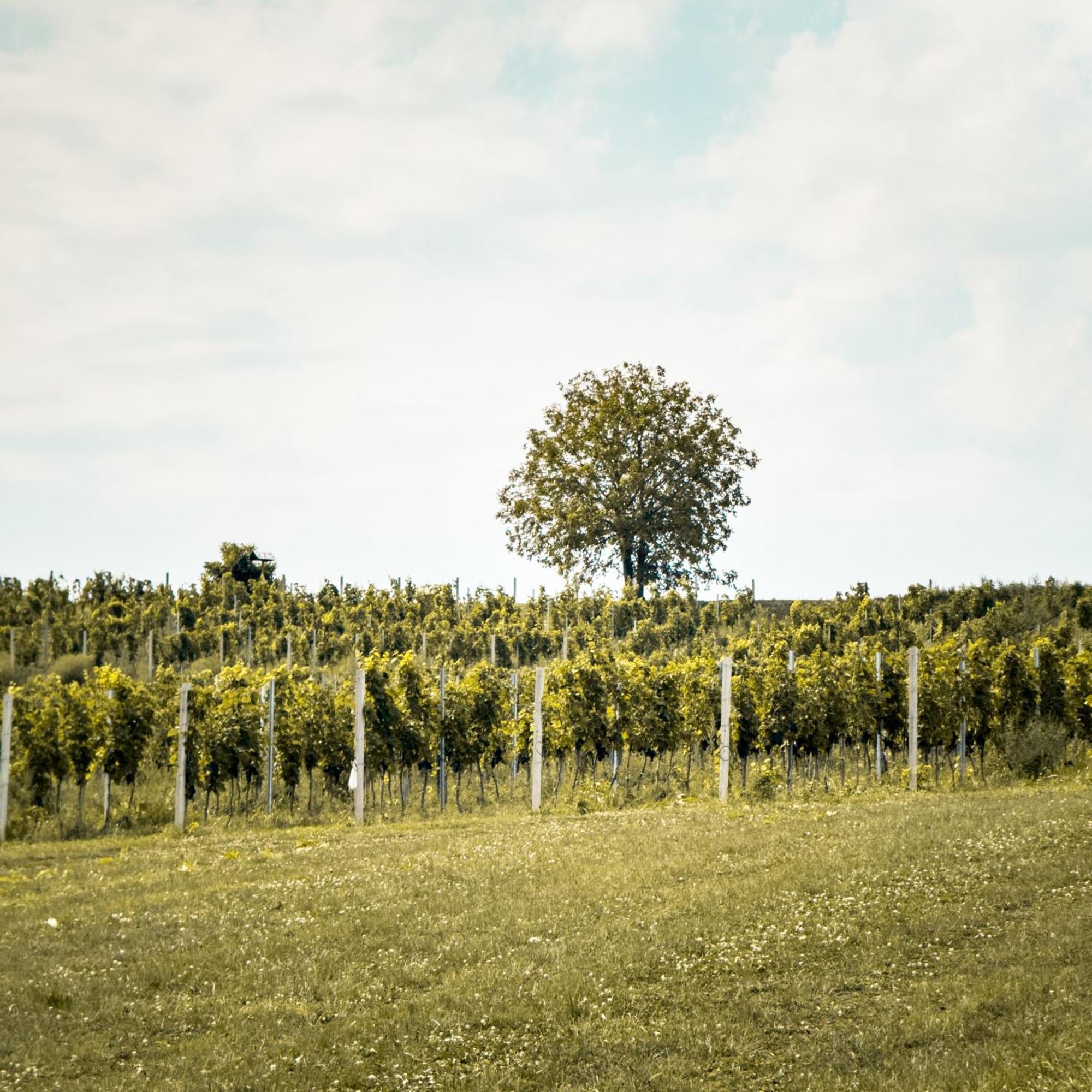 Bed&Breakfast Vinarija Coner ビェロヴァル エクステリア 写真